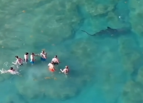 Огромная акула-молот приблизилась к группе отдыхающих в Палм-Бич.